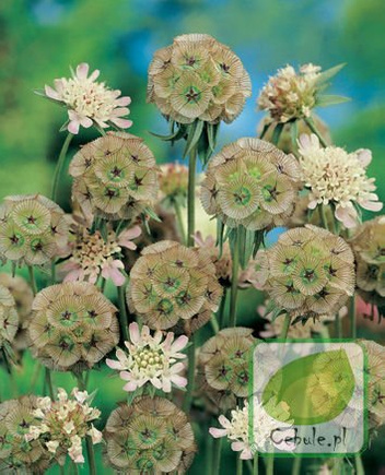 Nasiona Driakiew Gwiaździsta - Scabiosa Stella