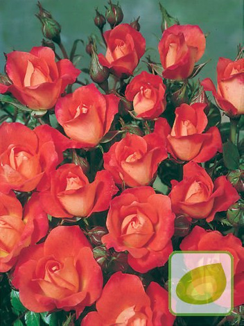 Róża (Rosa) Rabatowa Minuette