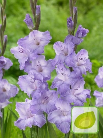 Mieczyk (Gladiolus) Milka