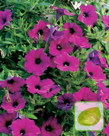 Nasiona Petunia Fiołkowata