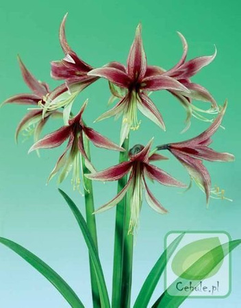 Zwartnica (Hippeastrum) Lima