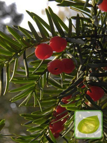 Nasiona Cis Pospolity - Taxus Baccata