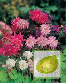 Nasiona Orliki Pełna Mix - Aquilegia Vulgaris
