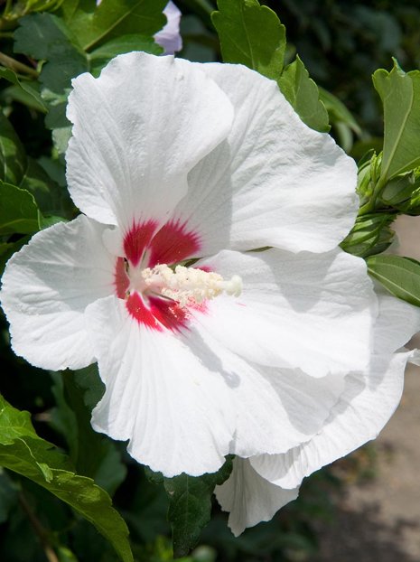 Ketmia (Hibiscus) Biała- Krzew Ozdobny