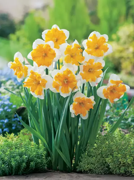 Narcyz (Narcissus) 'Orangery' 3 szt.