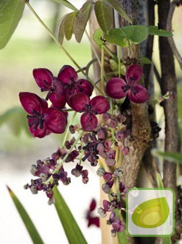 Nasiona Akebia trójlistkowa - czekoladowe pnącze