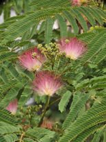 Nasiona Albizia Julibrissin - Świecące Jedwabne Drzewo
