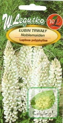 Nasiona Łubin Trwały Biały - Lupinus