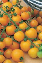 Nasiona Mini Pomidory Yellow Pearshaped - Żółte 