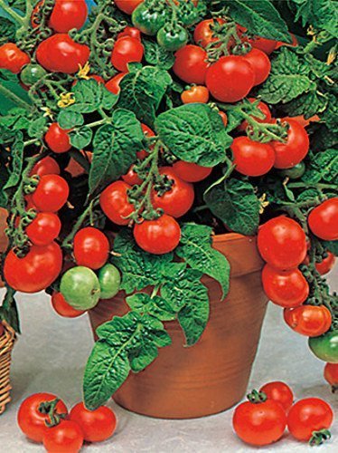 Nasiona Pomidor DONICZKOWY Bajaja - średnio wczesny