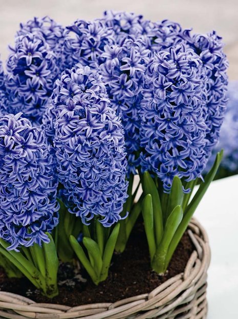 Hiacynt (Hyacinthus) Blue Tango