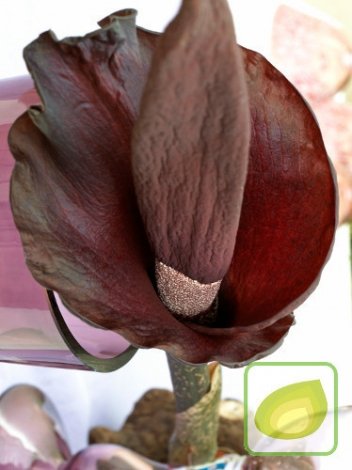 Dziwidło (Amorphophallus) Rivieri - Kwiat Gigant