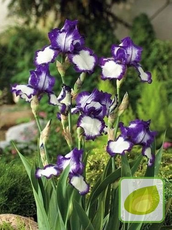 Irys Germanica Stepping Out 1007-4