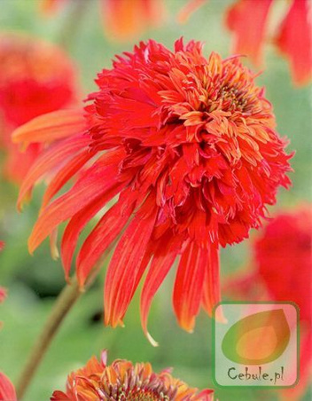 Jeżówka (Echinacea) Hot Papaya