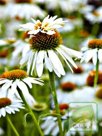 Jeżówka (Echinacea) Mount Hood