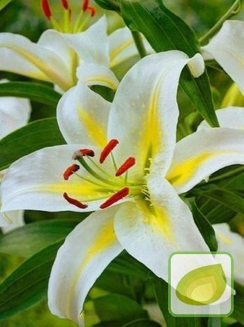 Lilia (Lilium) Cassandra