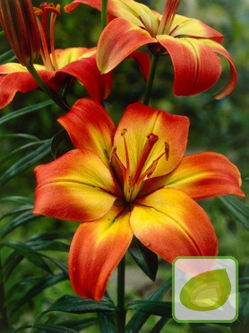 Lilia (Lilium) Linda