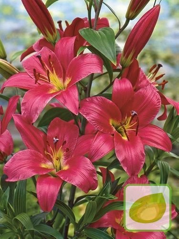 Lilia (Lilium) Purple Prince