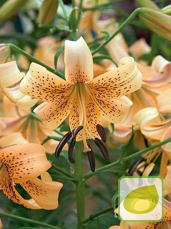 Lilia (Lilium) 'Tigermoon'