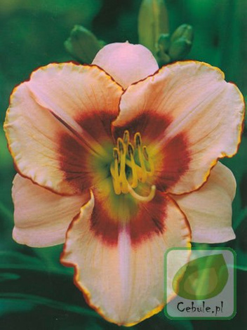 Liliowiec (Hemerocallis) Sixth Sense