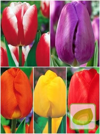 MEGA Zestaw Tulipany Triumph w kolorach 100 szt.