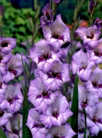 MEGAPAKA Mieczyk (Gladiolus) Vera Lynn