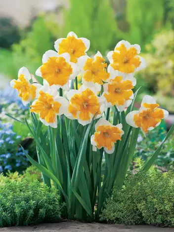 Narcyz (Narcissus) 'Orangery' 3 szt.