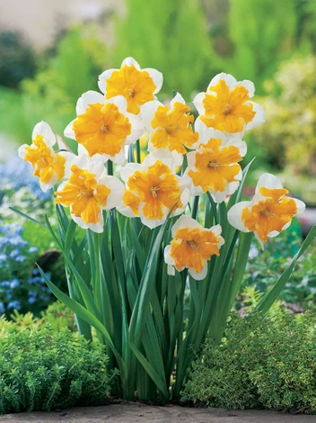 Narcyz (Narcissus) 'Orangery' 3 szt.