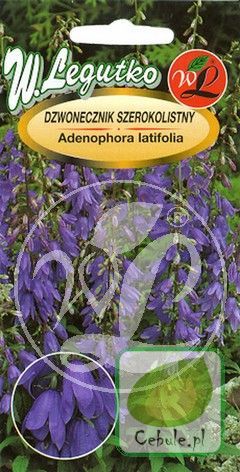 Nasiona Dzwonecznik Szerokolistny - Adenophora