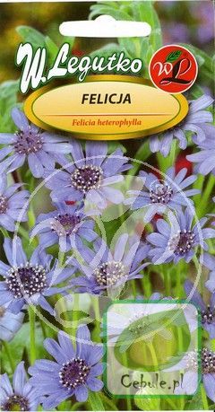 Nasiona Felicja Gawędkowa - Felicia Amelloides