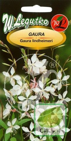 Nasiona Gaura - Gaura Lindheimeri