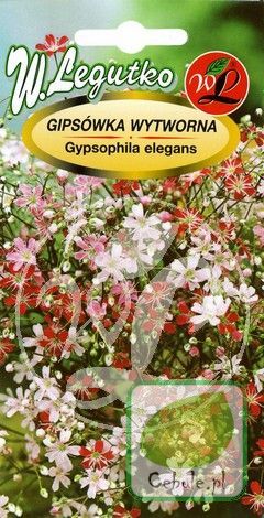 Nasiona Gipsówka Biała - Gypsohylla