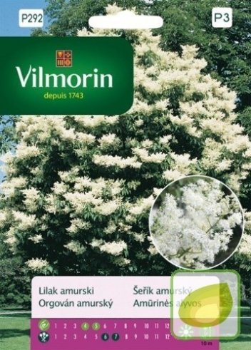 Nasiona Lilak Amurski - Syringa Amurensis