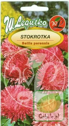 Nasiona Maria - Stokrotka Olbrzymia Amarantowa