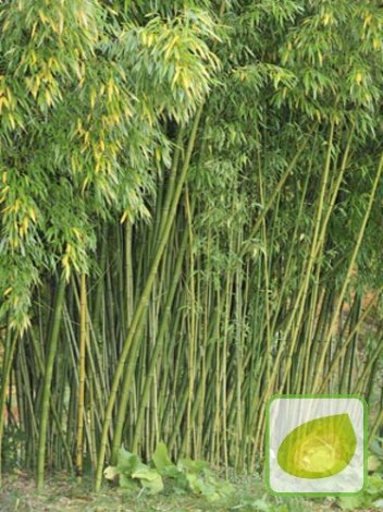 Nasiona Mrozoodporny Bambus - Phyllostachys pubescens