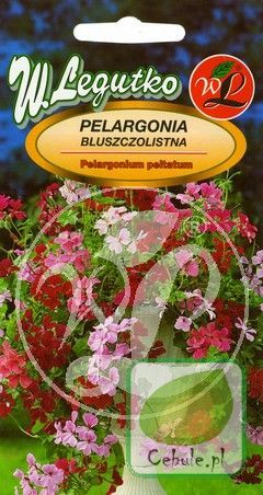 Nasiona Pelargonia Bluszczolistna - Pelargonium