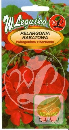 Nasiona Pelargonia Rabatowa Czerwona