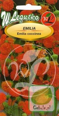 Nasiona Pomarańczowa Piękność - Emilia