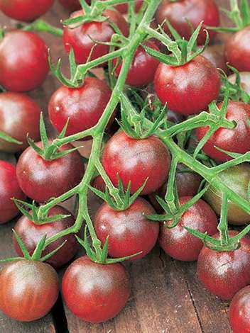 Nasiona Pomidor Miniaturowy, Czarny Black Cherry