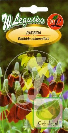 Nasiona Ratibida Żółto - Ratibida Columnifera
