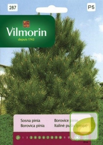 Nasiona Sosna Pinia - Pinus Pinea