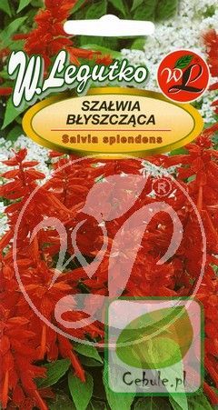 Nasiona Szałwia Błyszcząca Czerwona - Salvia
