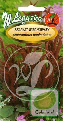 Nasiona Szarłat Wiechowaty Czerwonoszkarłatny - Amaranthus Panic.
