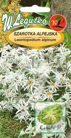 Nasiona Szarotka alpejska - Leontopodium