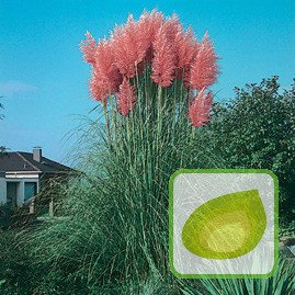 Nasiona Trawy Pampasowej Różowej Cortaderia Selloana