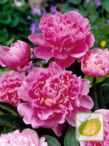 Peonia "Paeonia" Edulis Superba