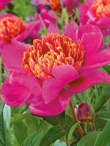 Peonia (Paeonia) Walter Mains