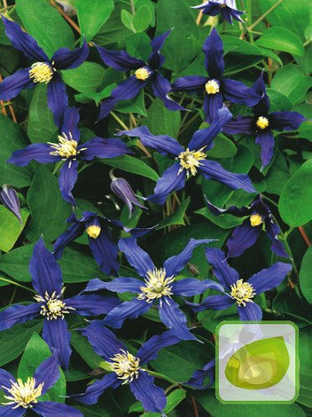 Powojnik całolistny (Clematis integrifolia)