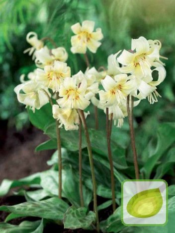 Psiząb (Erythronium) White Beauty