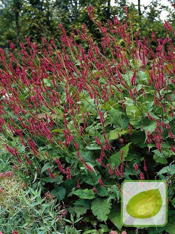 Rdest (Persicaria) Black Field